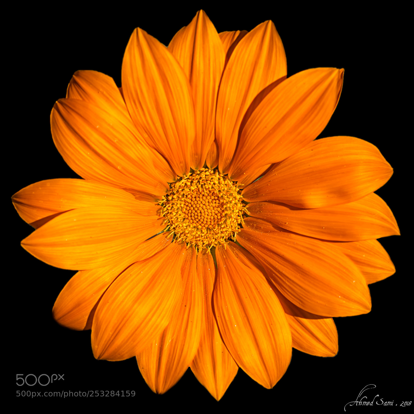 Nikon D7100 sample photo. Gazania photography