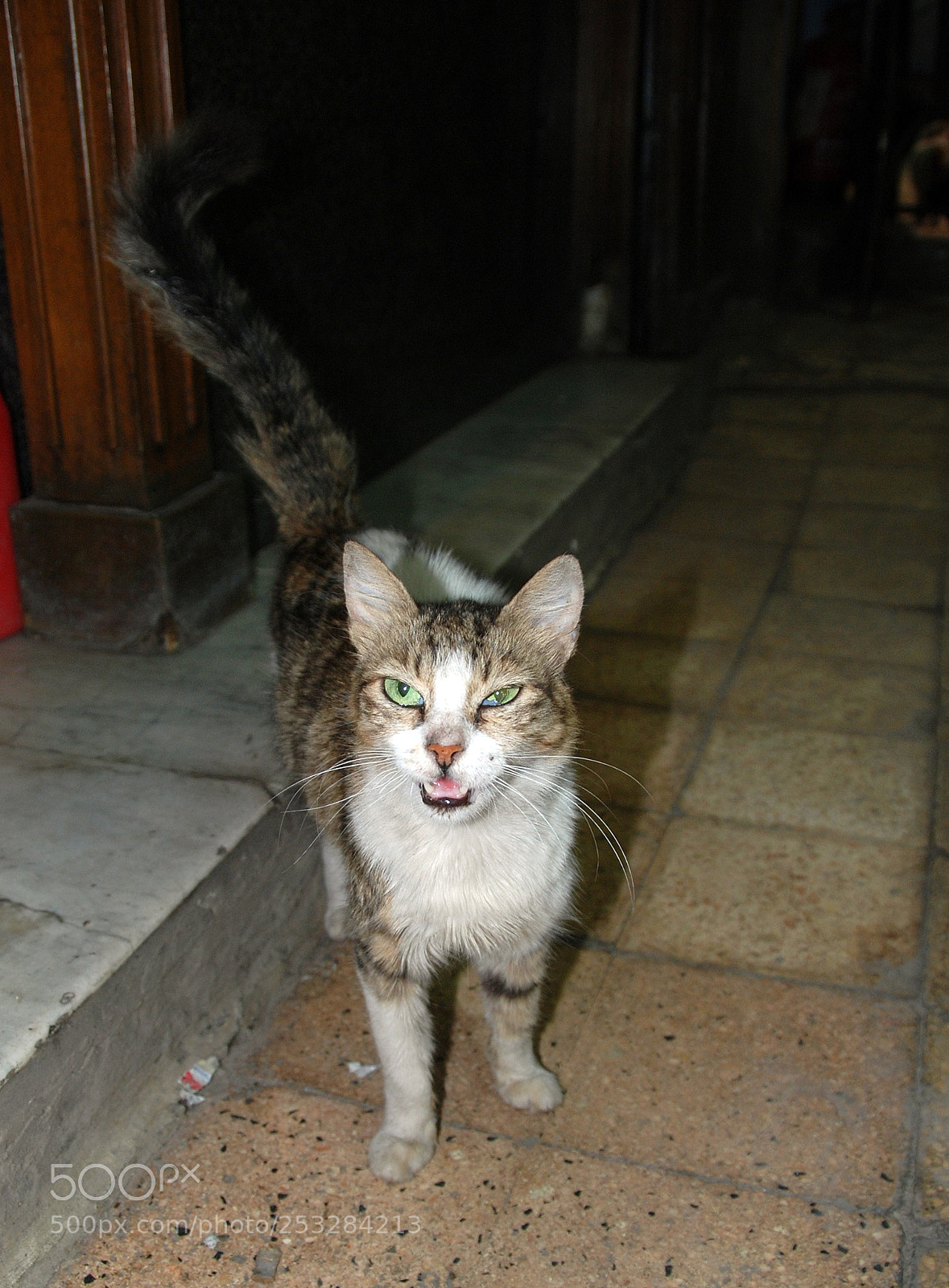 Nikon D80 sample photo. Cairo cat. photography