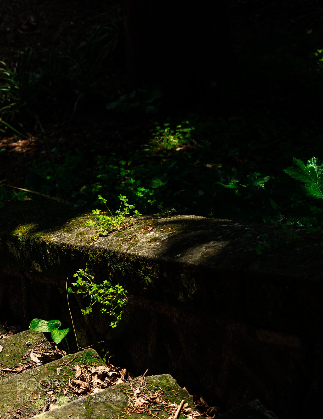 Sony a7 II sample photo. Growth photography