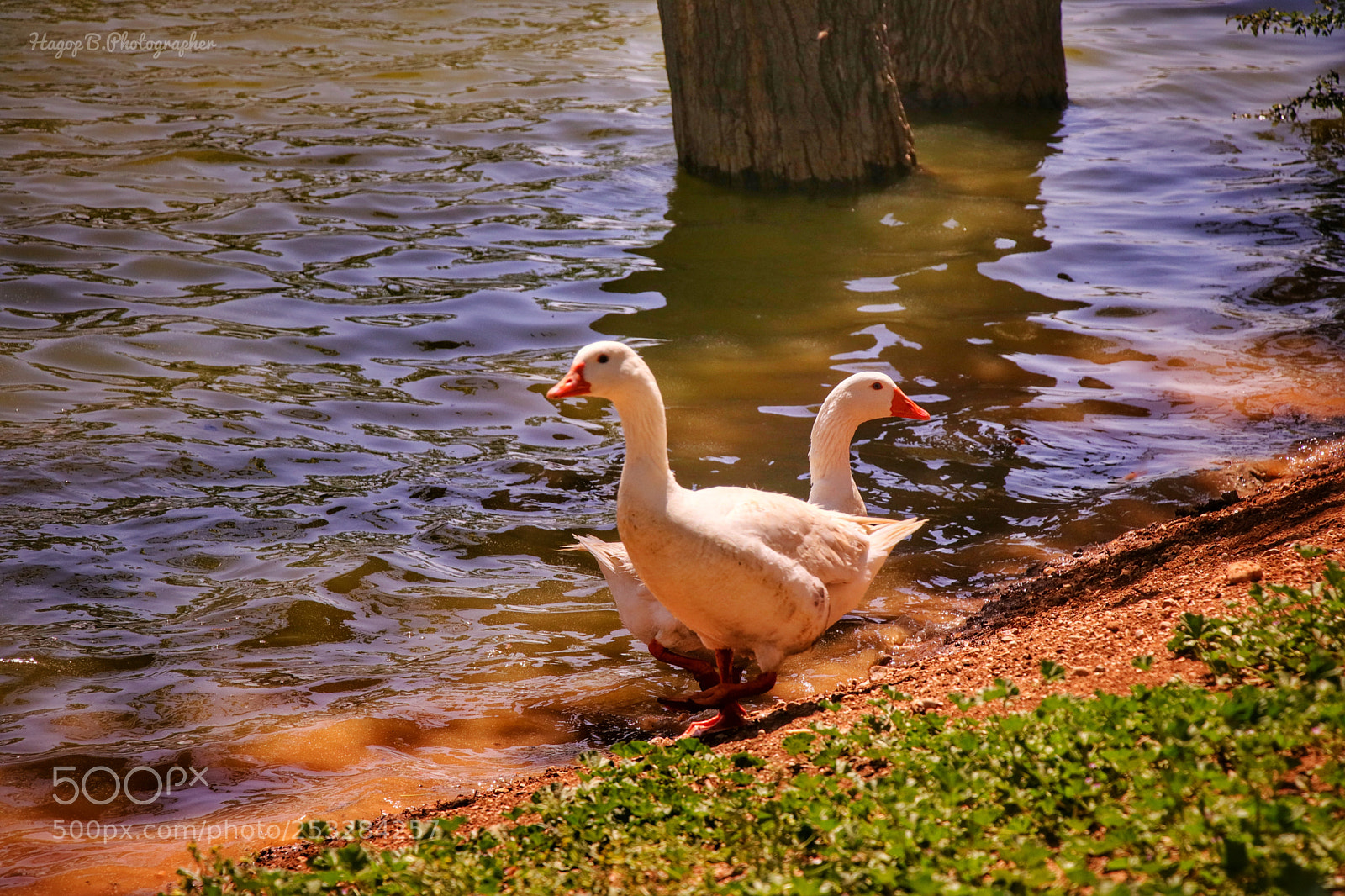 Canon EOS 80D sample photo. ? photography