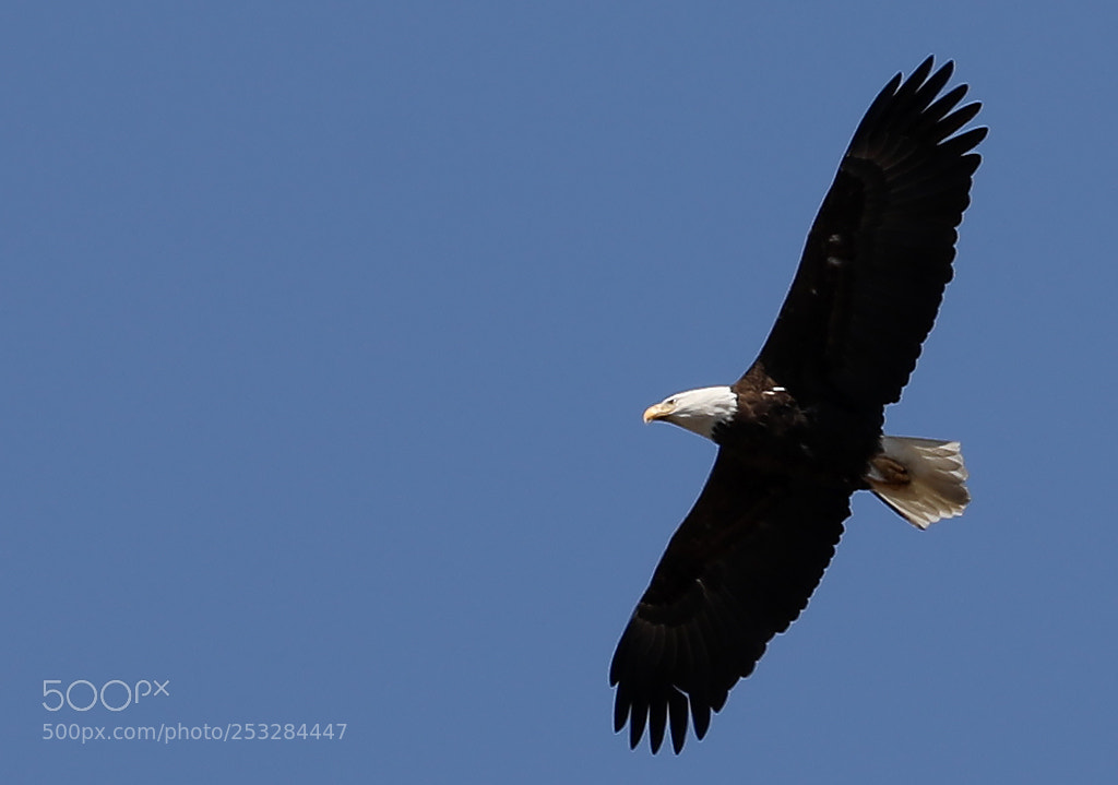 Canon EOS 5D Mark IV sample photo. Bald eagle overhead photography