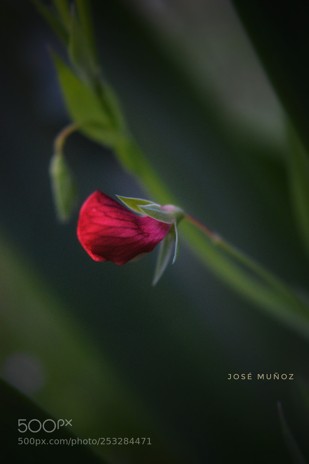 Nikon D3300 sample photo. Untitled photography