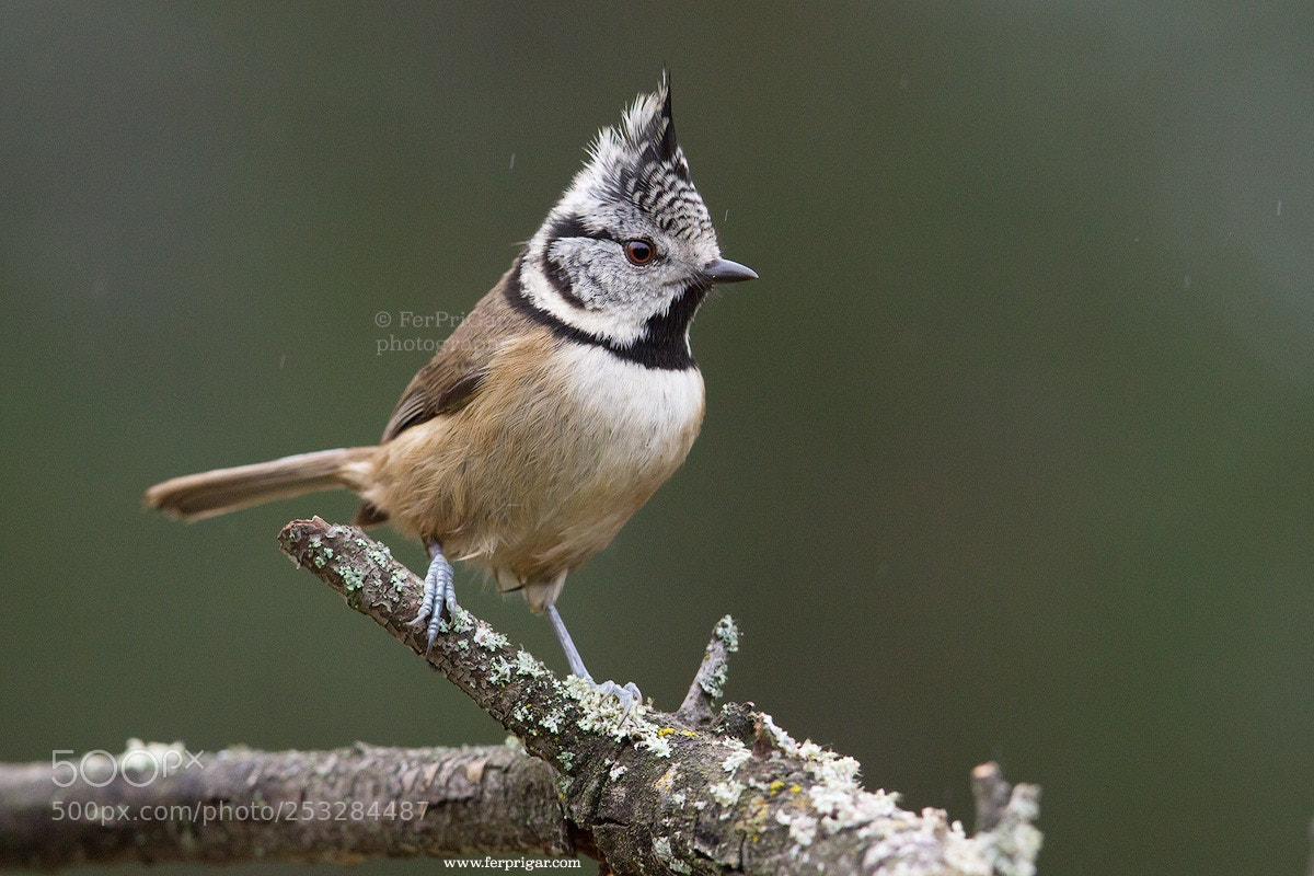 Canon EOS 7D sample photo. Crested tit photography