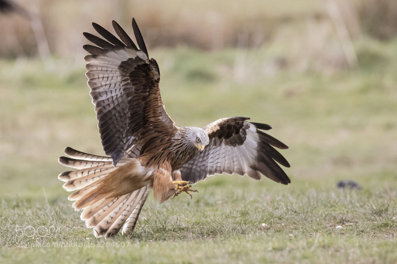 Canon EOS 7D Mark II sample photo. Red kite attack photography