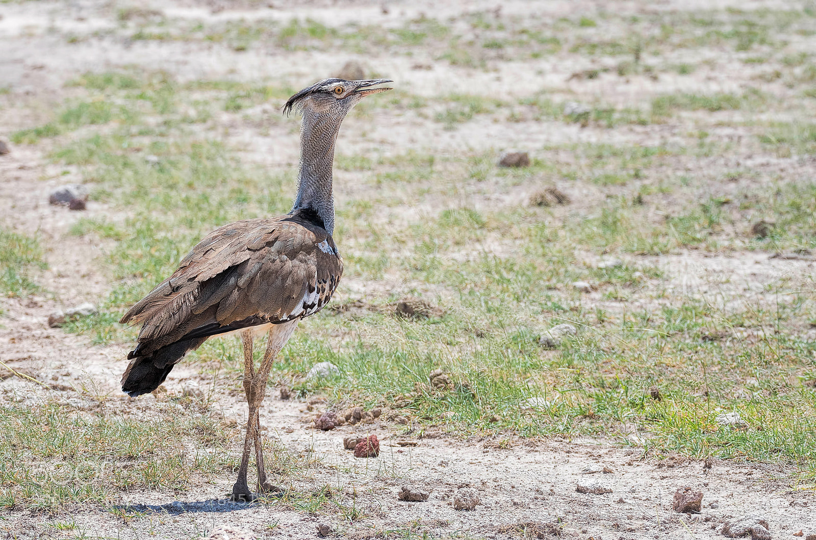 Nikon D500 sample photo. Kori bustard photography