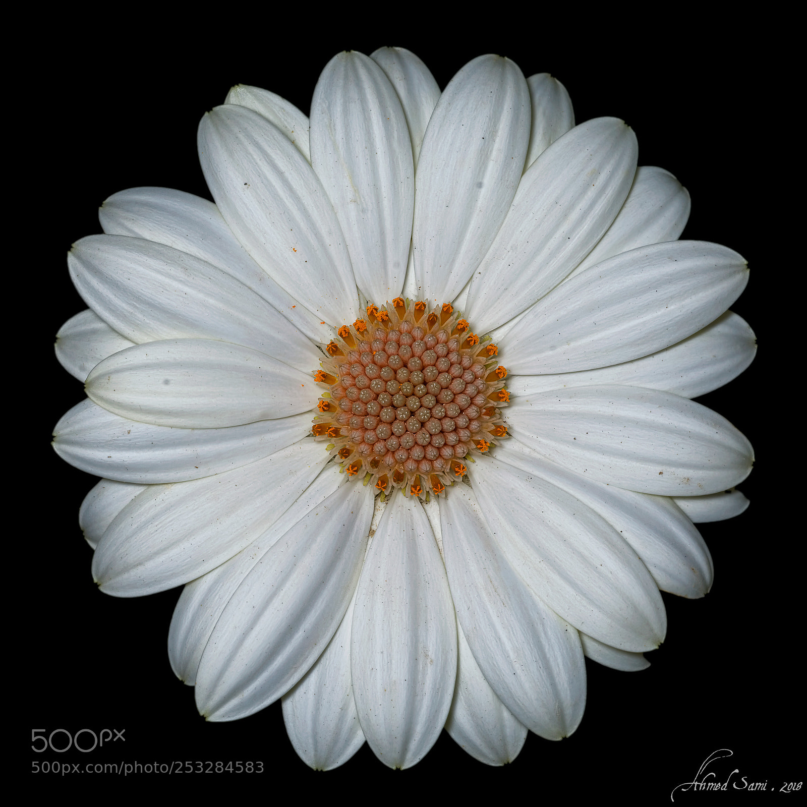 Nikon D7100 sample photo. White daisy photography