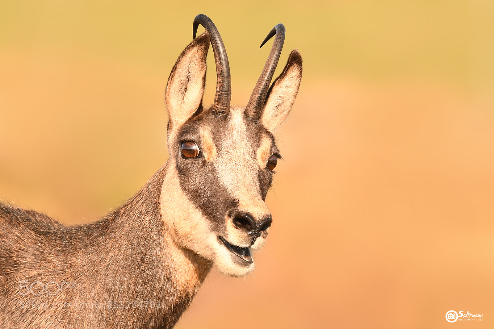 Nikon D7100 sample photo. Chamois photography