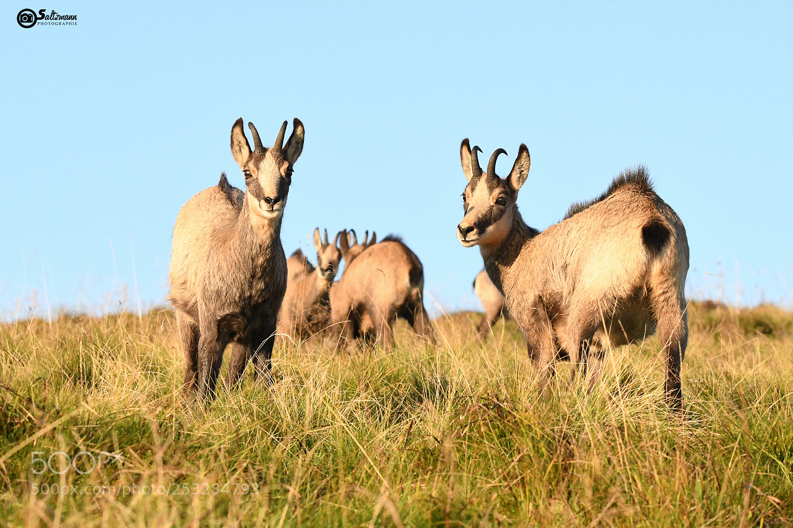 Nikon D7100 sample photo. Chamois photography