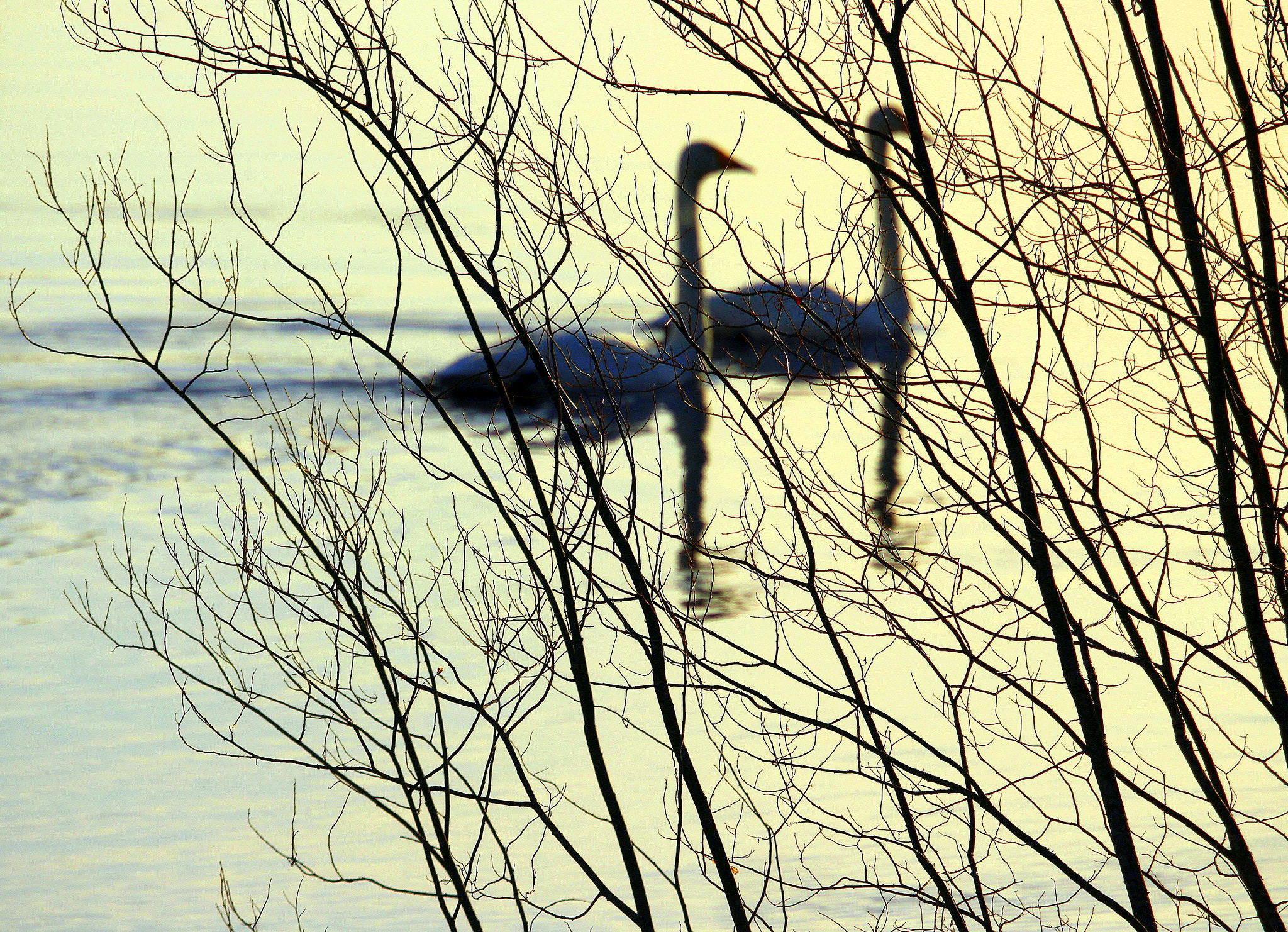 Canon EOS 700D (EOS Rebel T5i / EOS Kiss X7i) sample photo. Sunrise swimming... photography