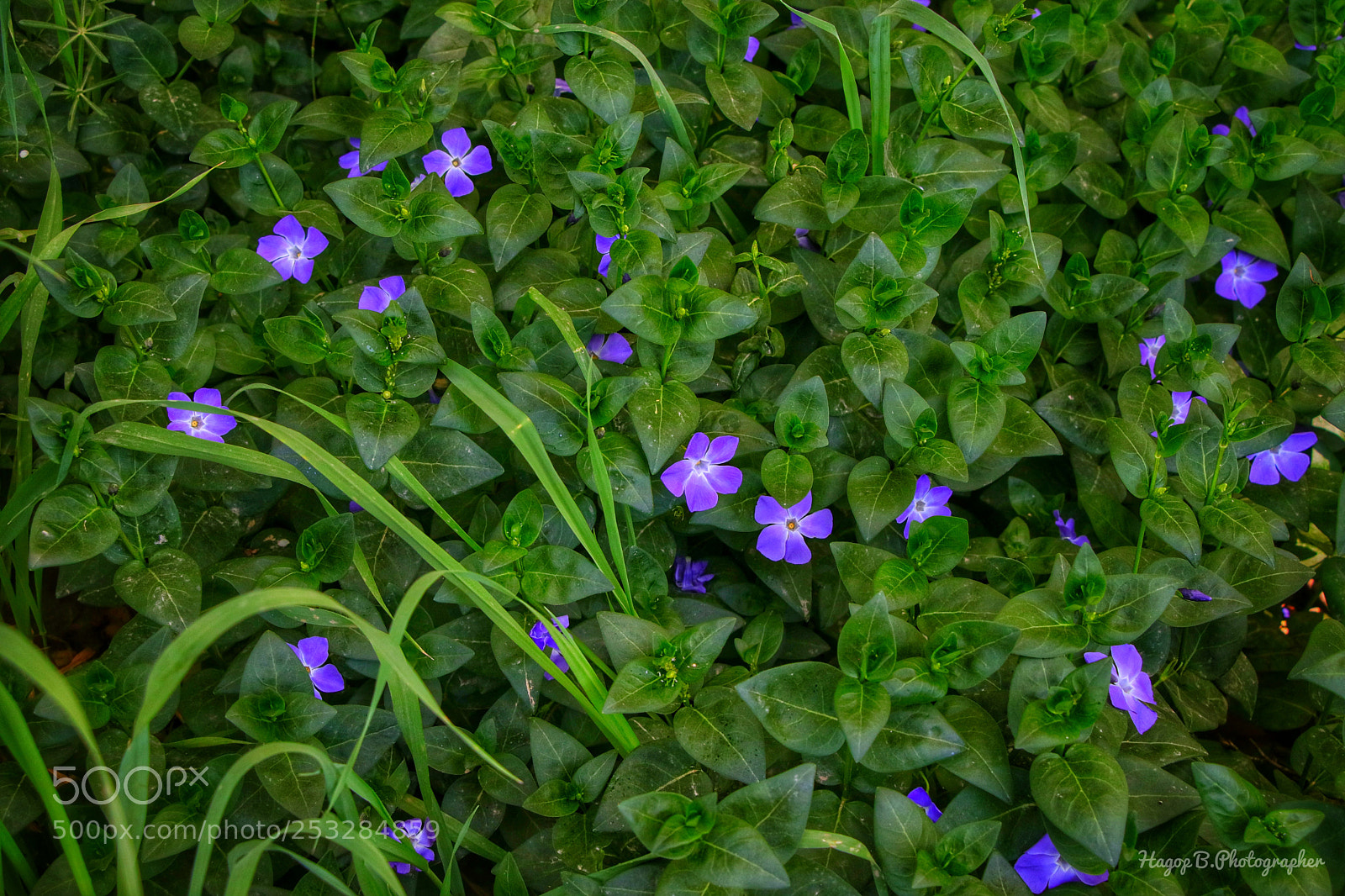 Canon EOS 80D sample photo. Spring time  photography