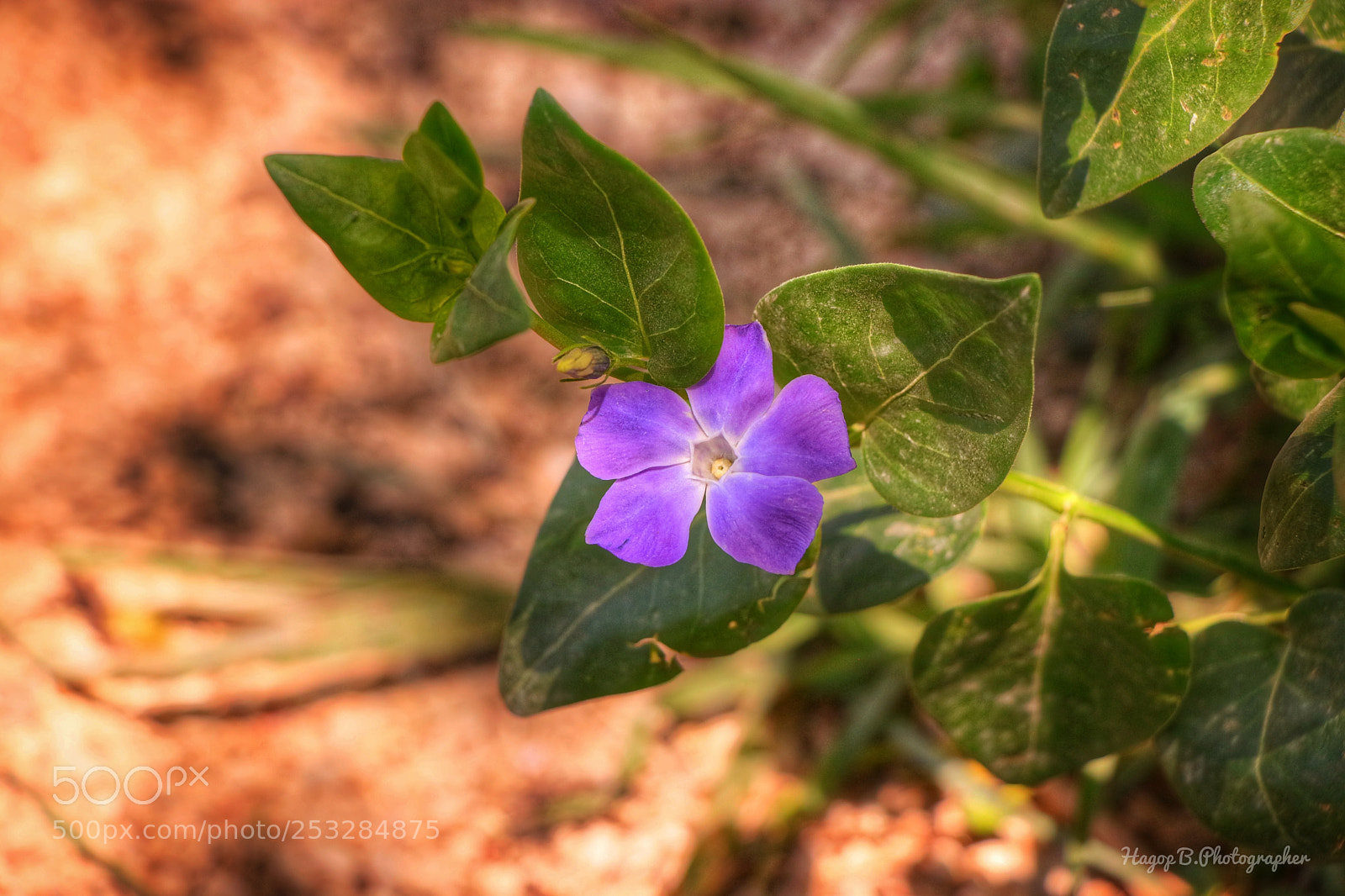Canon EOS 80D sample photo. Spring time  photography