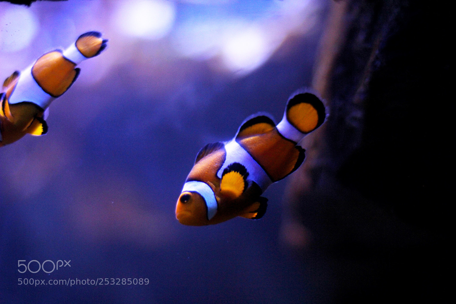 Canon EOS 600D (Rebel EOS T3i / EOS Kiss X5) sample photo. Shape of water photography