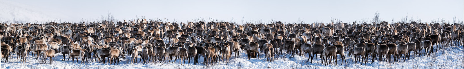 Nikon D850 sample photo. Seeking reindeers photography