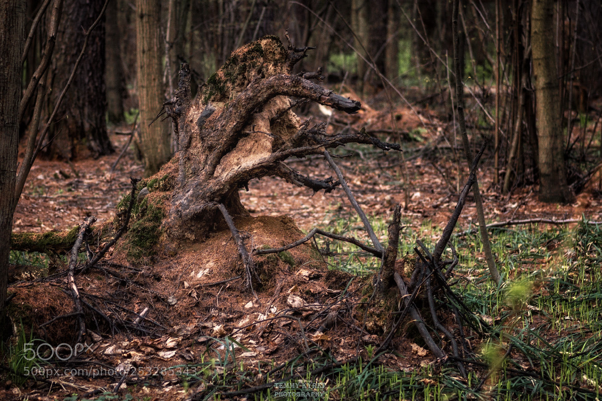 Olympus PEN E-PL5 sample photo. Dead tree photography
