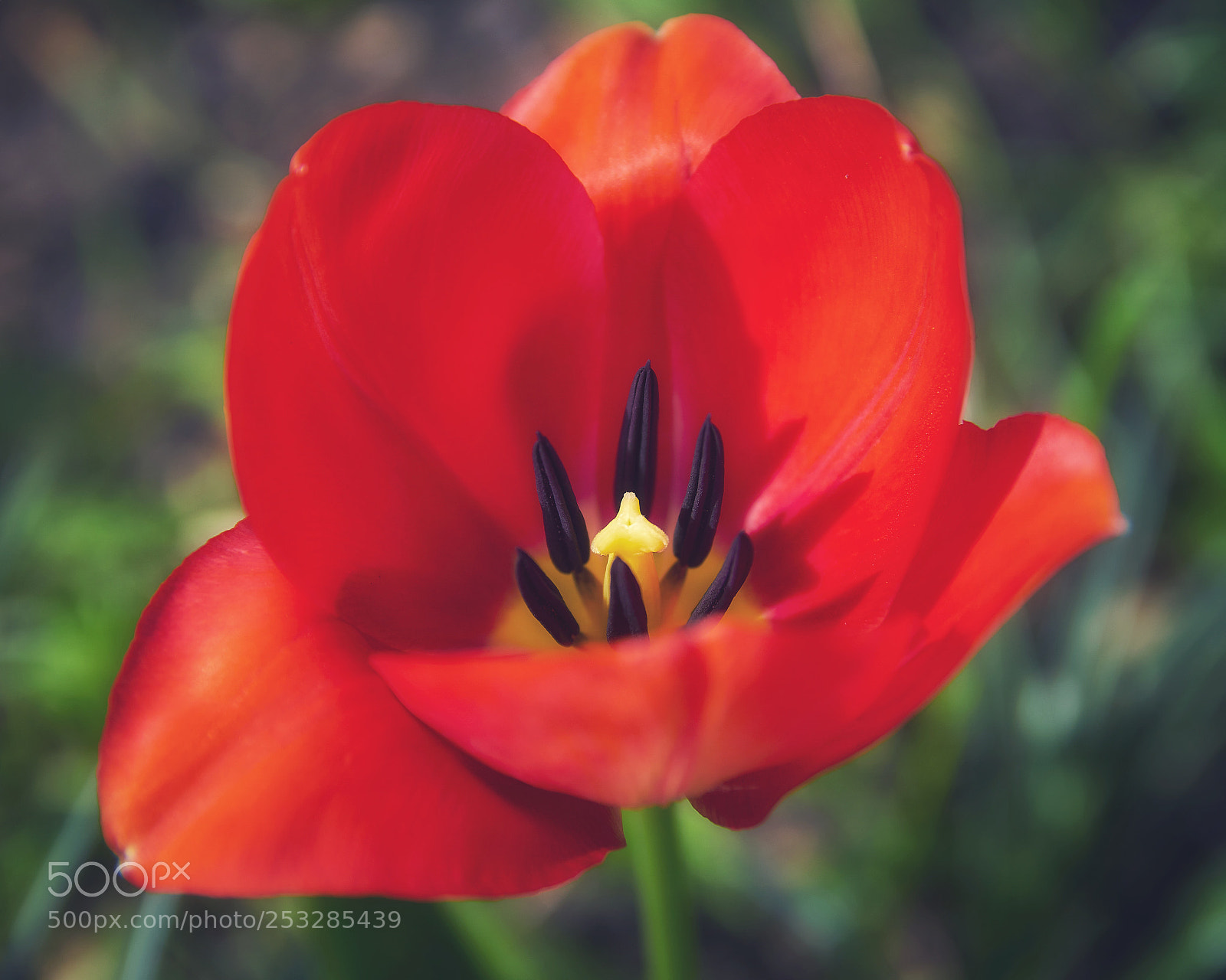 Sony ILCA-77M2 sample photo. Soft red photography