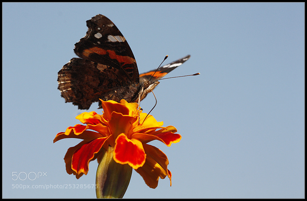 Canon EOS 450D (EOS Rebel XSi / EOS Kiss X2) sample photo. Heykel.... photography