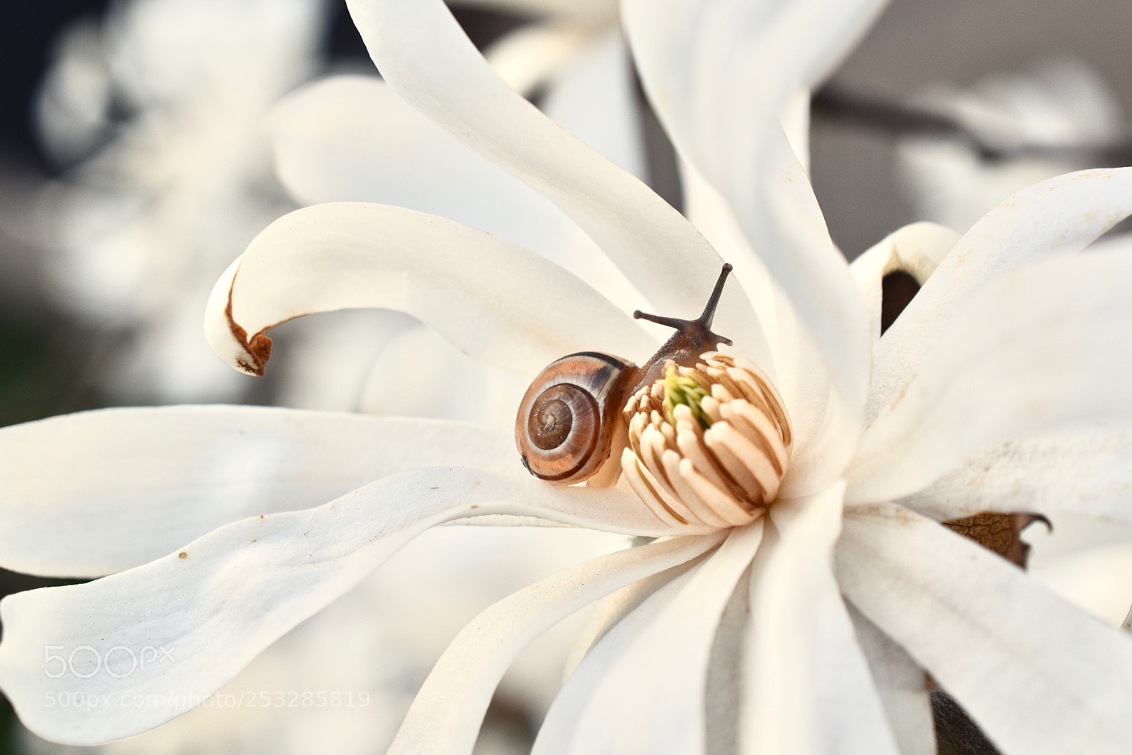 Nikon D5600 sample photo. Magnolia stellata and her photography