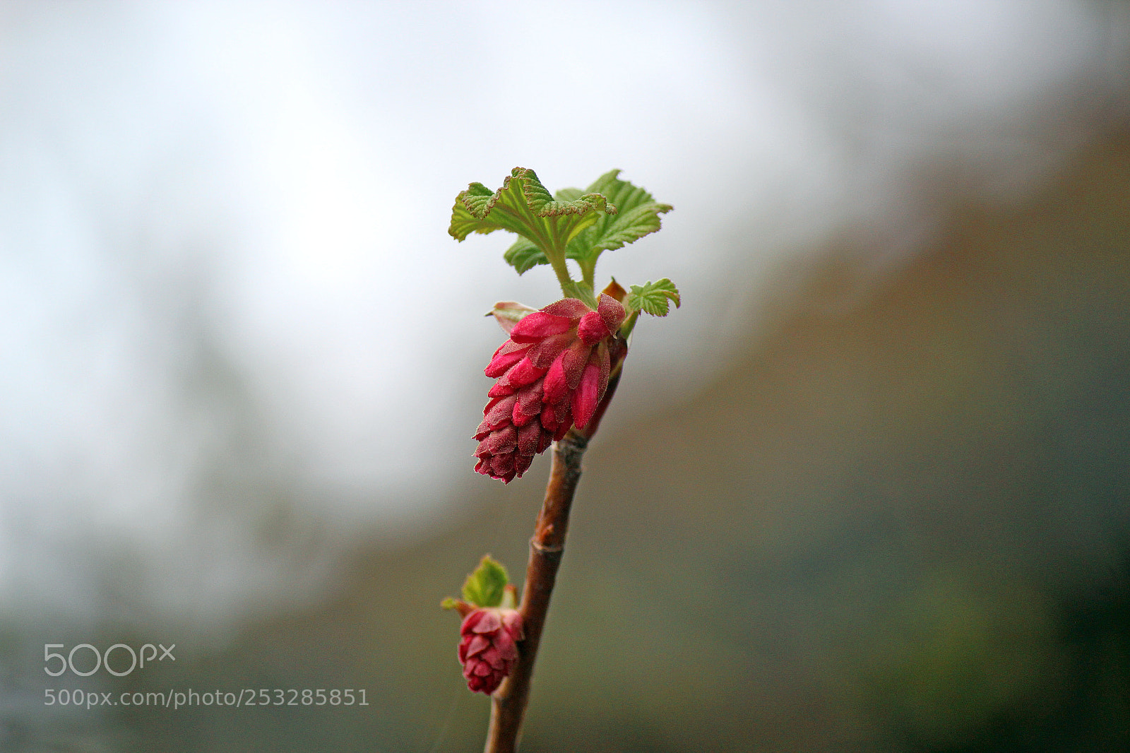Canon EOS 600D (Rebel EOS T3i / EOS Kiss X5) sample photo. Today is a red photography