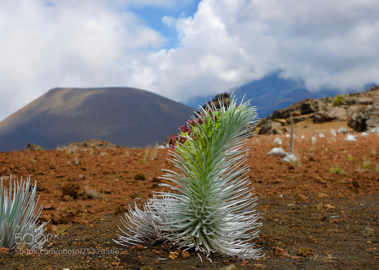 Nikon D600 sample photo. Haleakala slopes photography