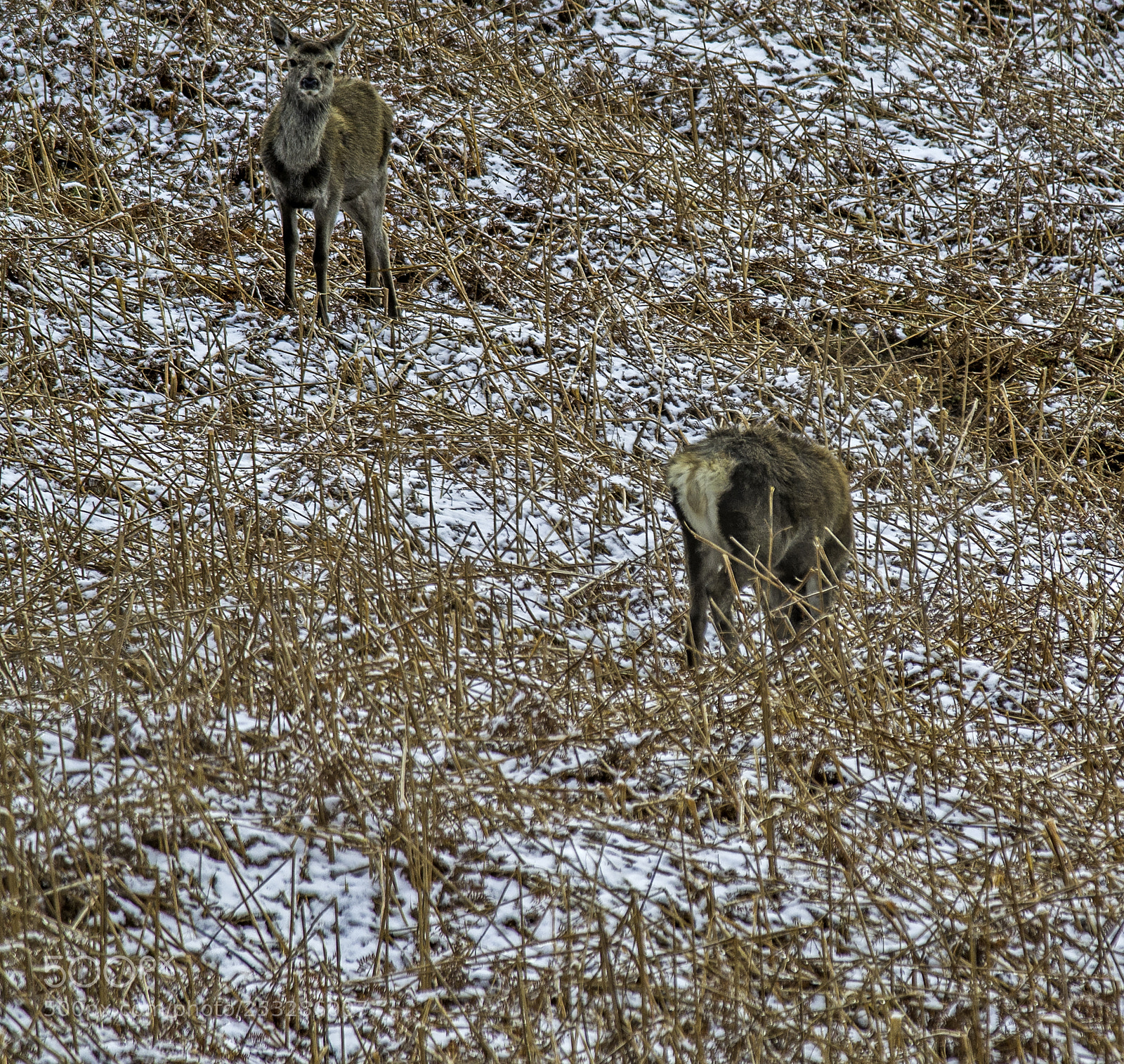 Samsung NX300 sample photo. Glenfinnan deer photography