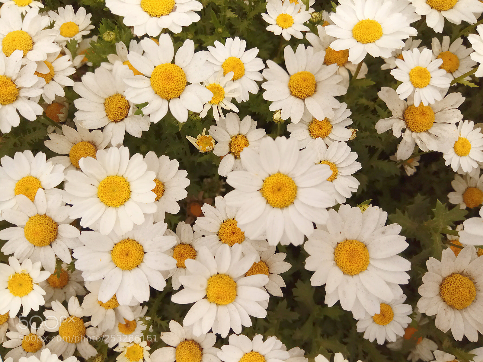 Xiaomi Redmi Note 4 sample photo. Daisy yard photography