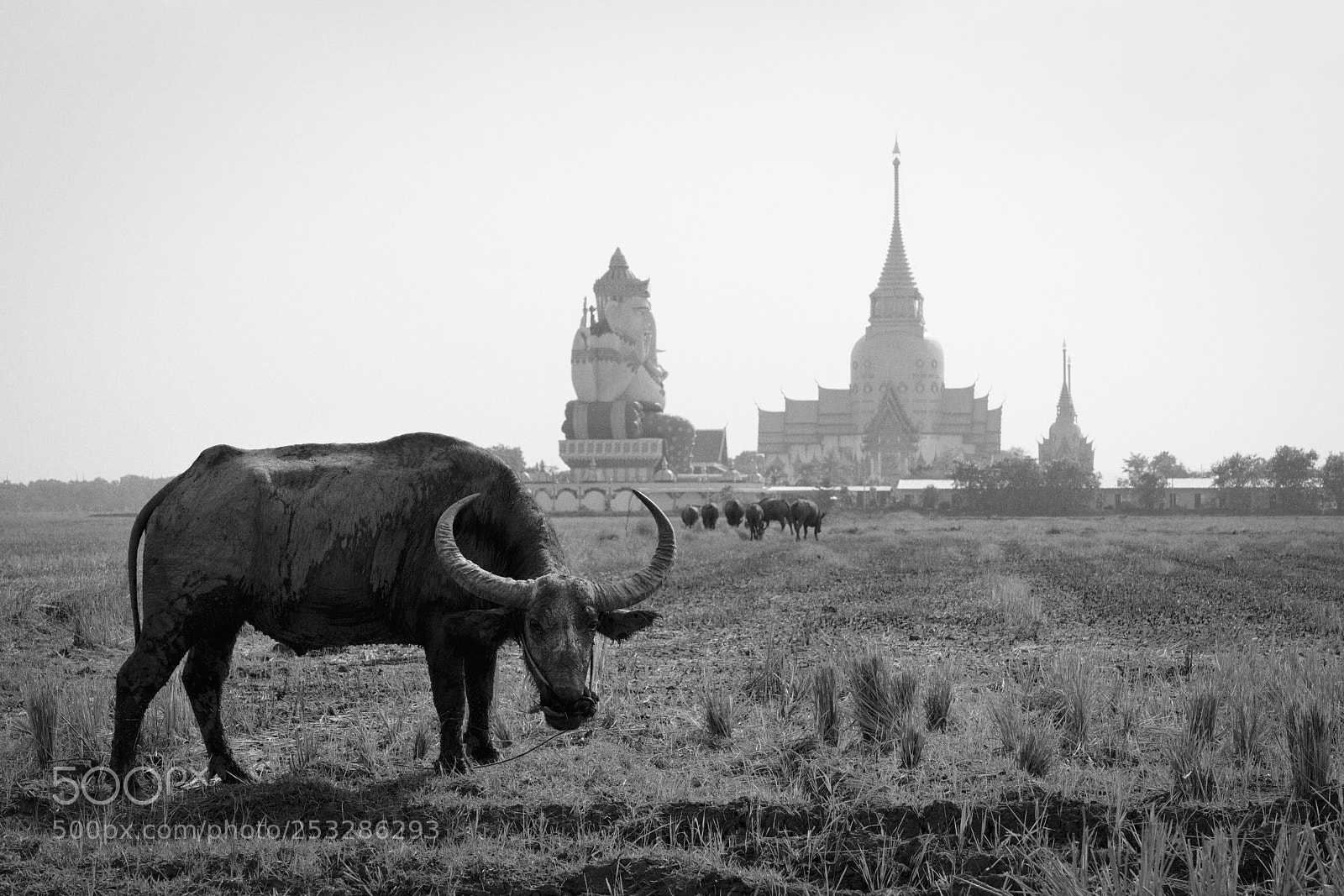 Sony a7R II sample photo. Thai buffalo photography