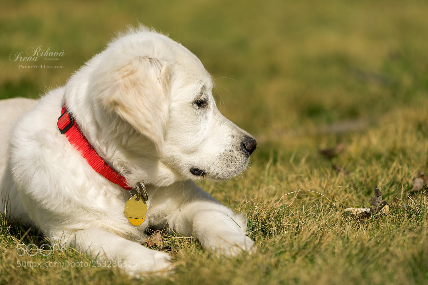 Canon EOS 5D Mark IV sample photo. Puppy lady bella photography
