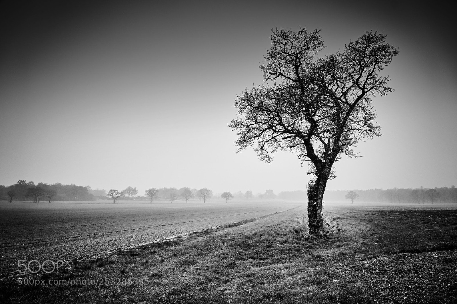 Leica SL (Typ 601) sample photo. Isolation photography