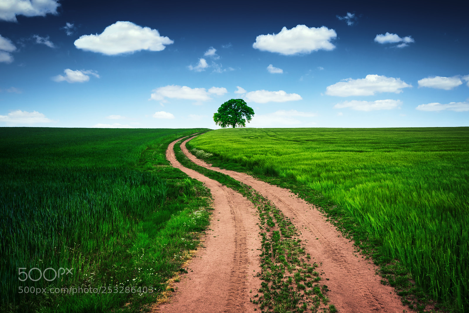 Sony a7R II sample photo. Road and lonely tree photography