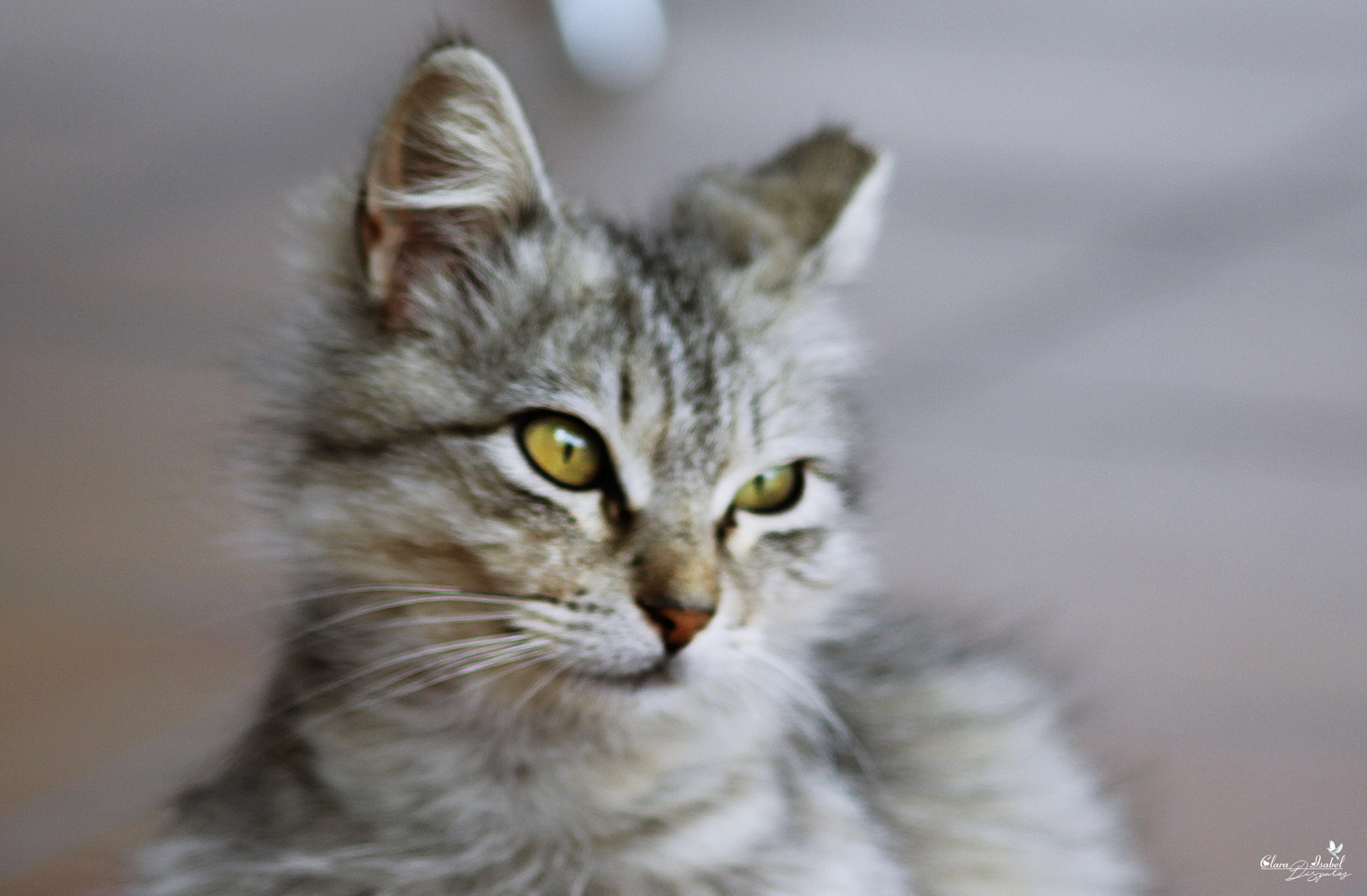 Canon EOS 1200D (EOS Rebel T5 / EOS Kiss X70 / EOS Hi) sample photo. Bello gato. photography