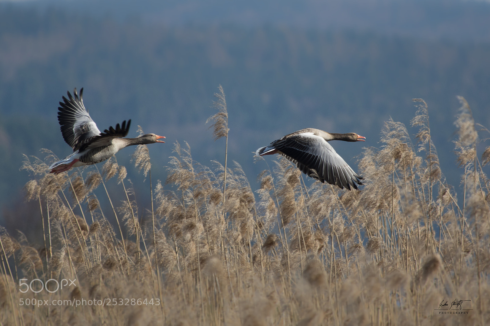 Pentax K-3 II sample photo. Alarmed photography