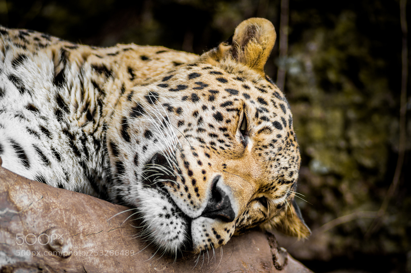 Nikon D7200 sample photo. Persian leopard photography