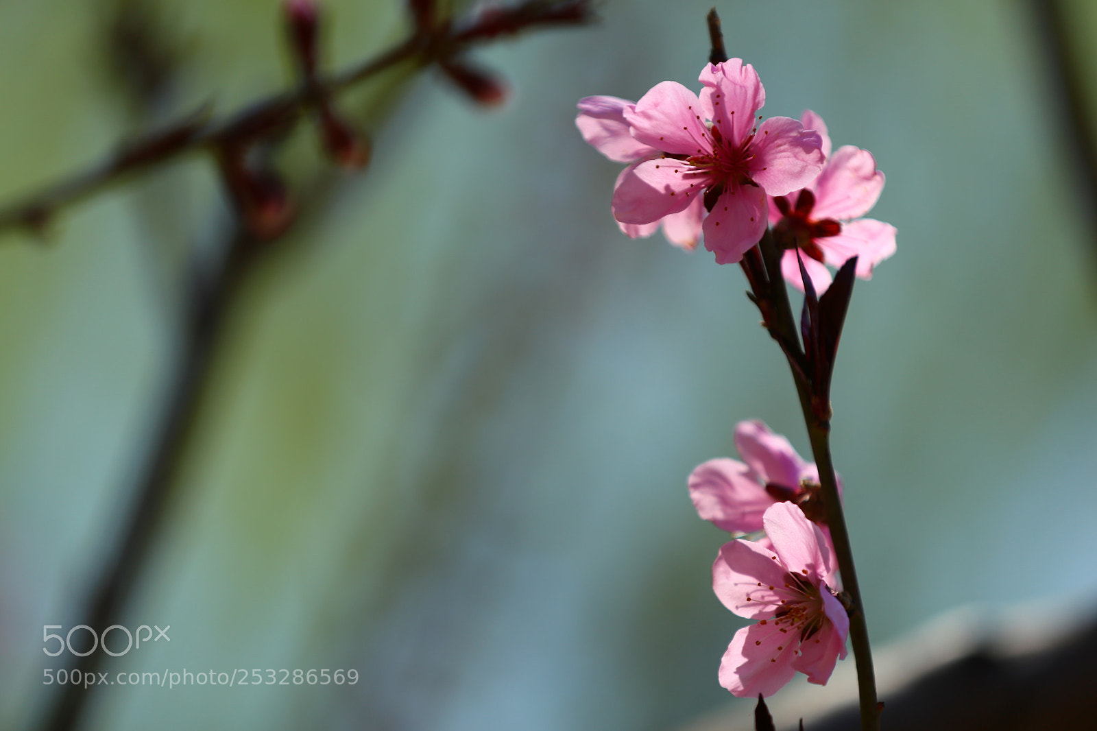 Canon EF 70-200mm F2.8L IS II USM sample photo. Pink memories photography