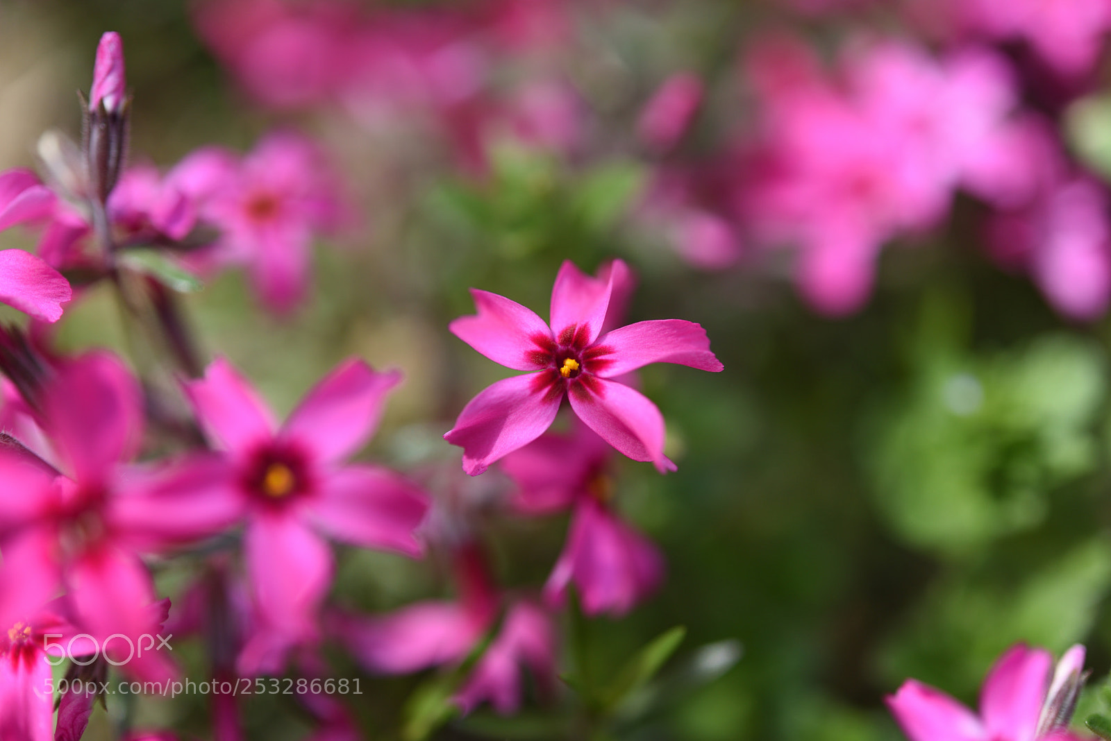 Nikon AF-S Micro-Nikkor 60mm F2.8G ED sample photo. 散歩道の花 金沢片町 photography