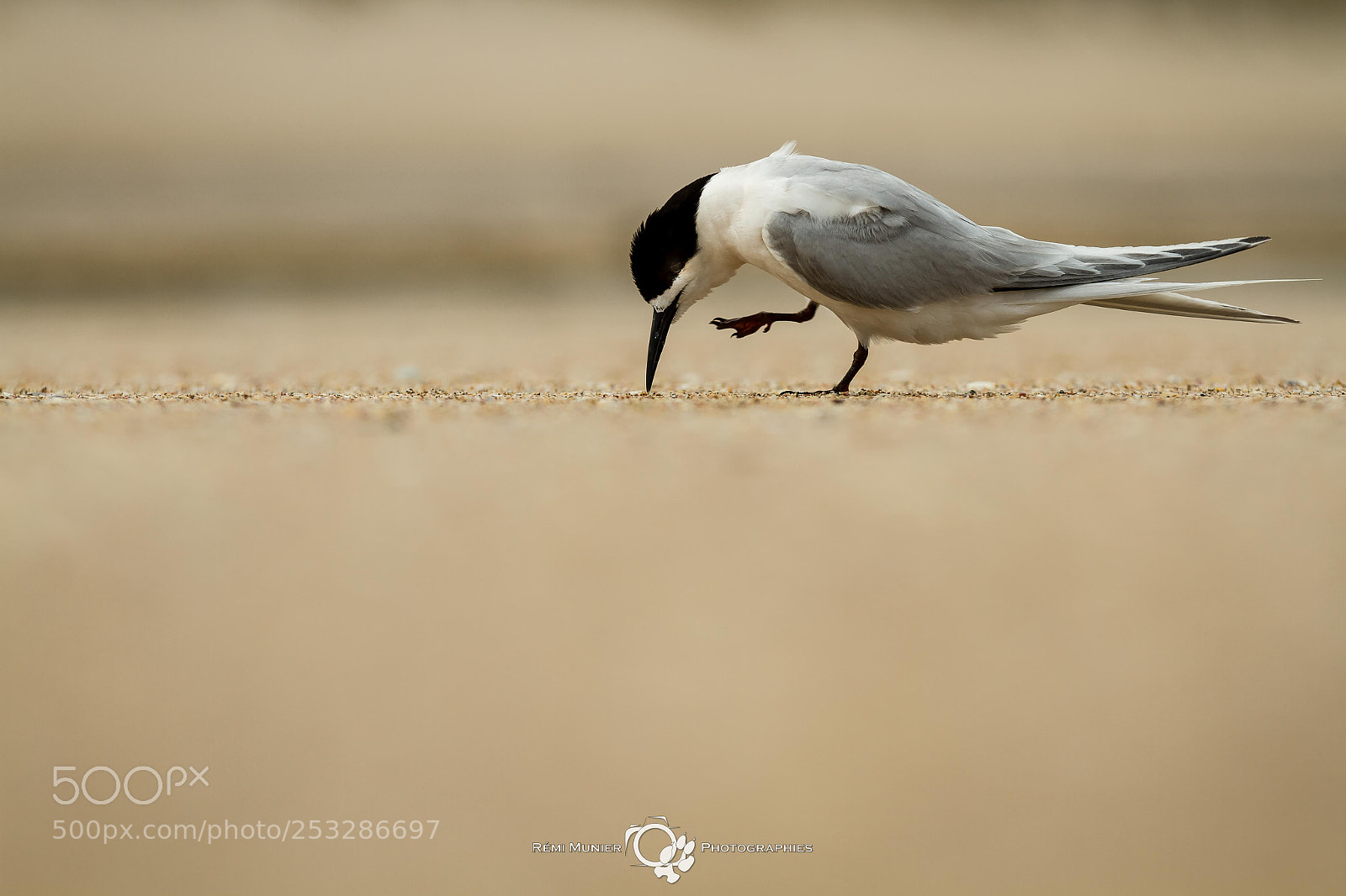 Canon EOS 7D sample photo. White-fronted tern (sterna striata) photography