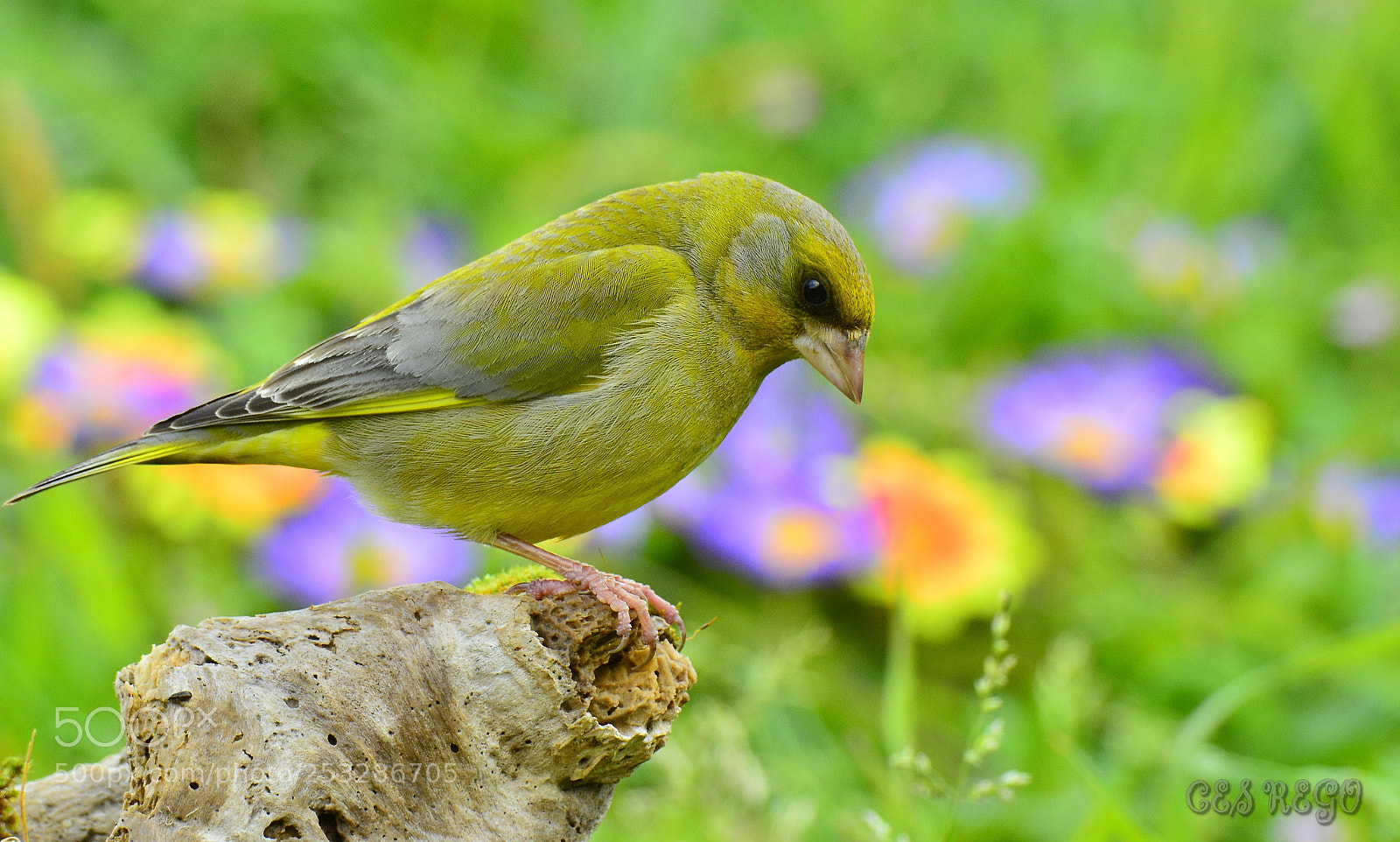 Nikon D7100 sample photo. _dsc2344-2.jpg photography