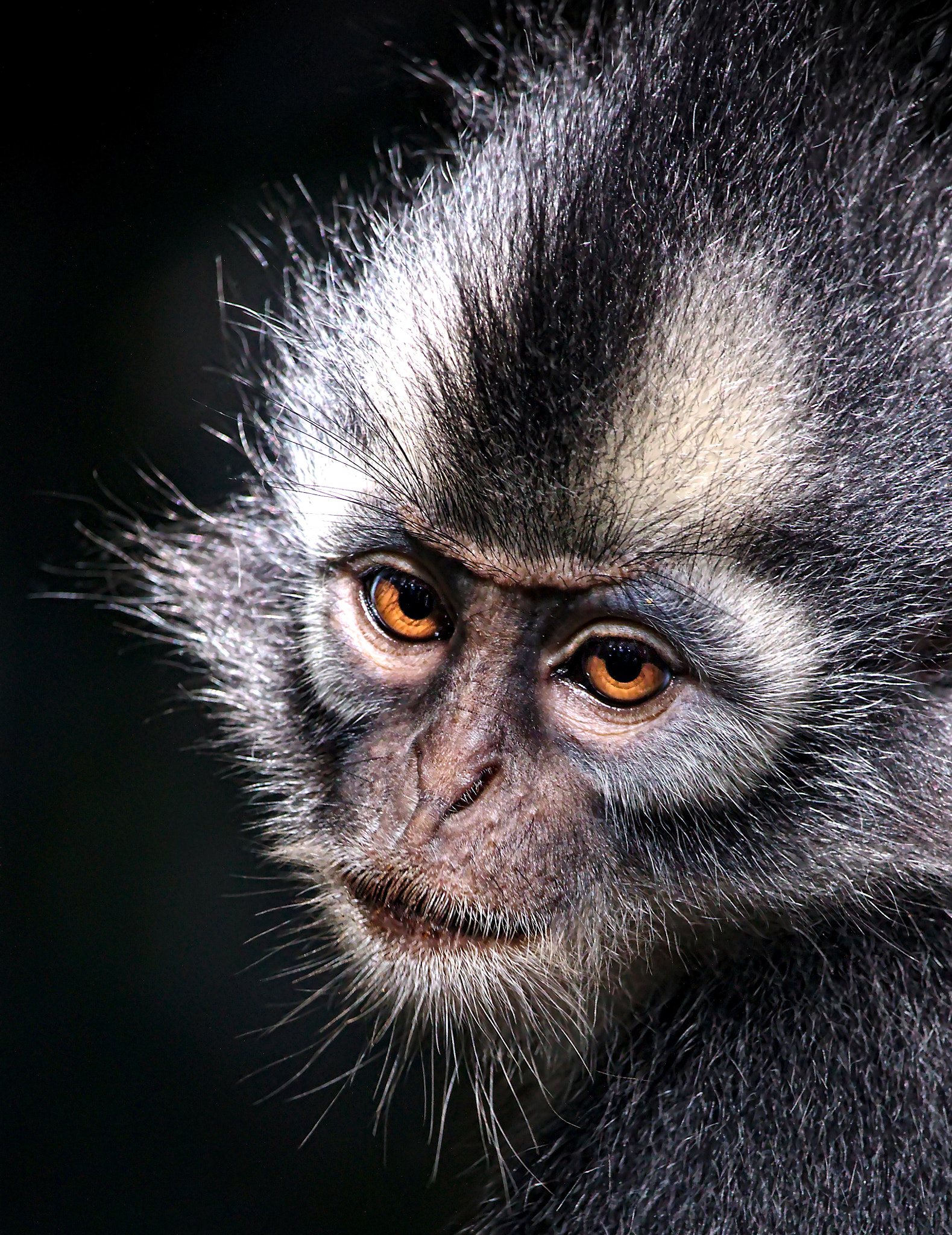 Canon EF-S 55-250mm F4-5.6 IS STM sample photo. Thomas leaf monkey photography