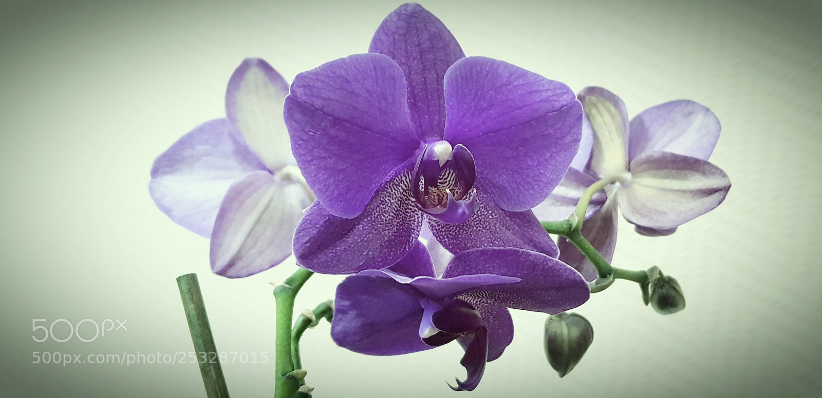 Samsung Galaxy S8+ sample photo. Flower photography