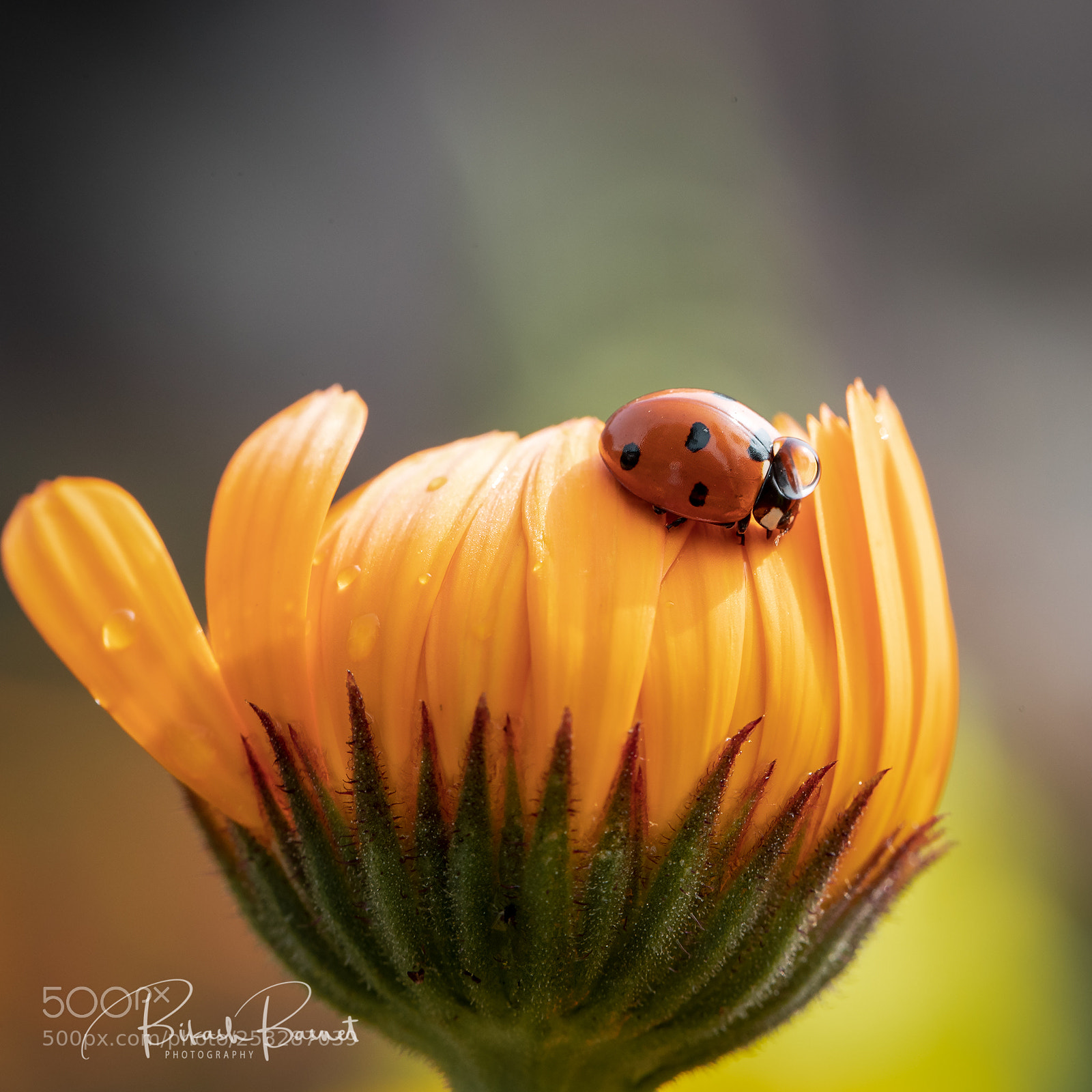 Canon EOS-1D X Mark II sample photo. Ladybug photography