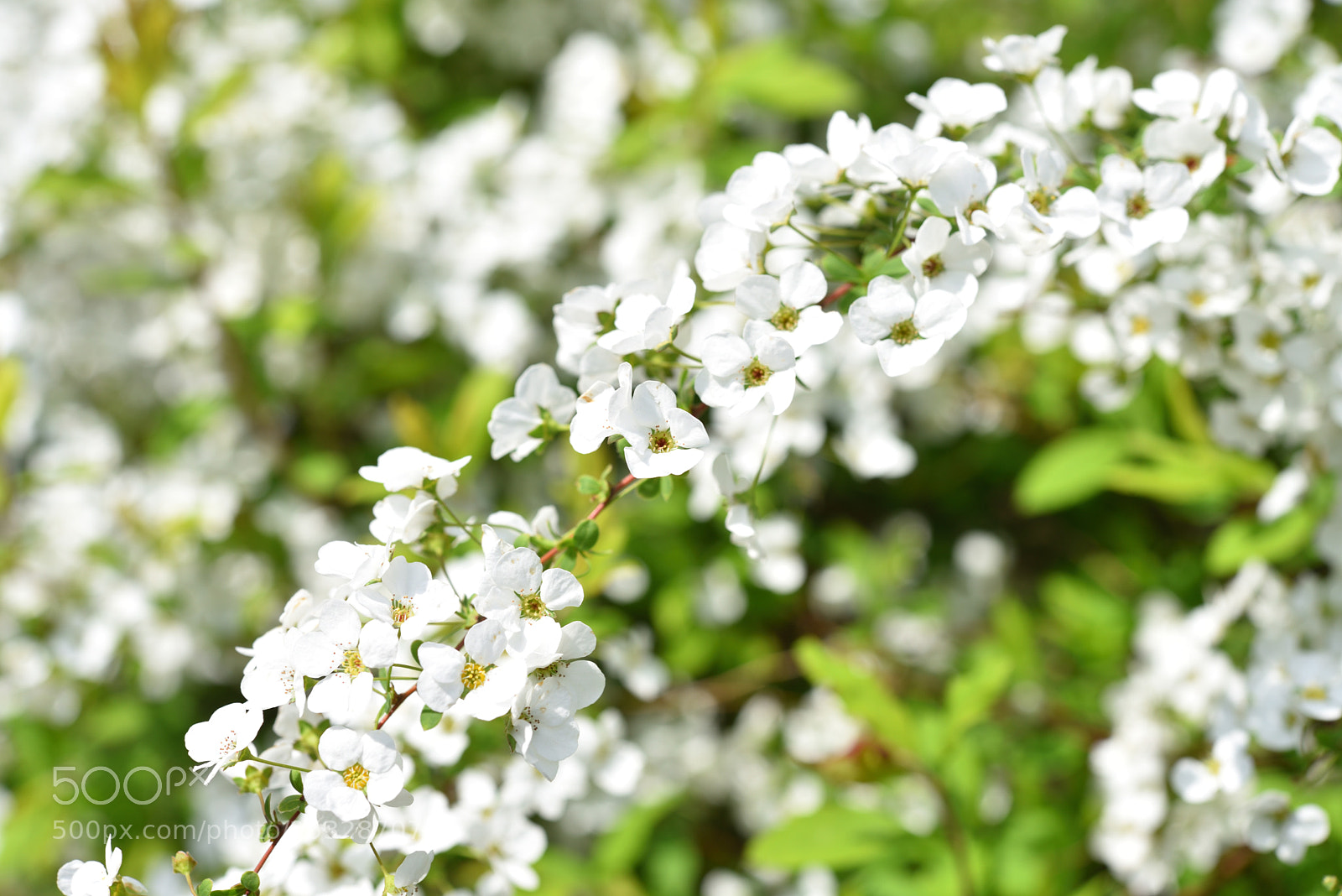 Nikon AF-S Micro-Nikkor 60mm F2.8G ED sample photo. ユキヤナギ 金沢片町 photography