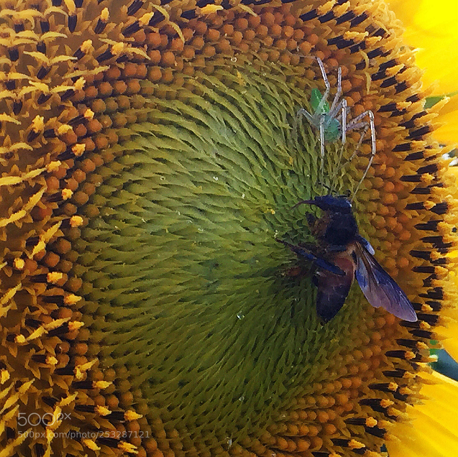 Apple iPhone 6 sample photo. Battle photography
