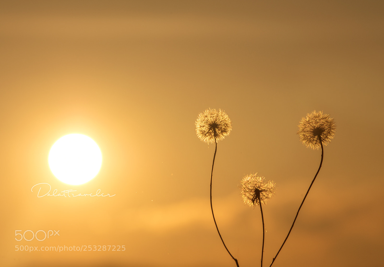 Canon EOS 5DS R sample photo. Dandelion photography