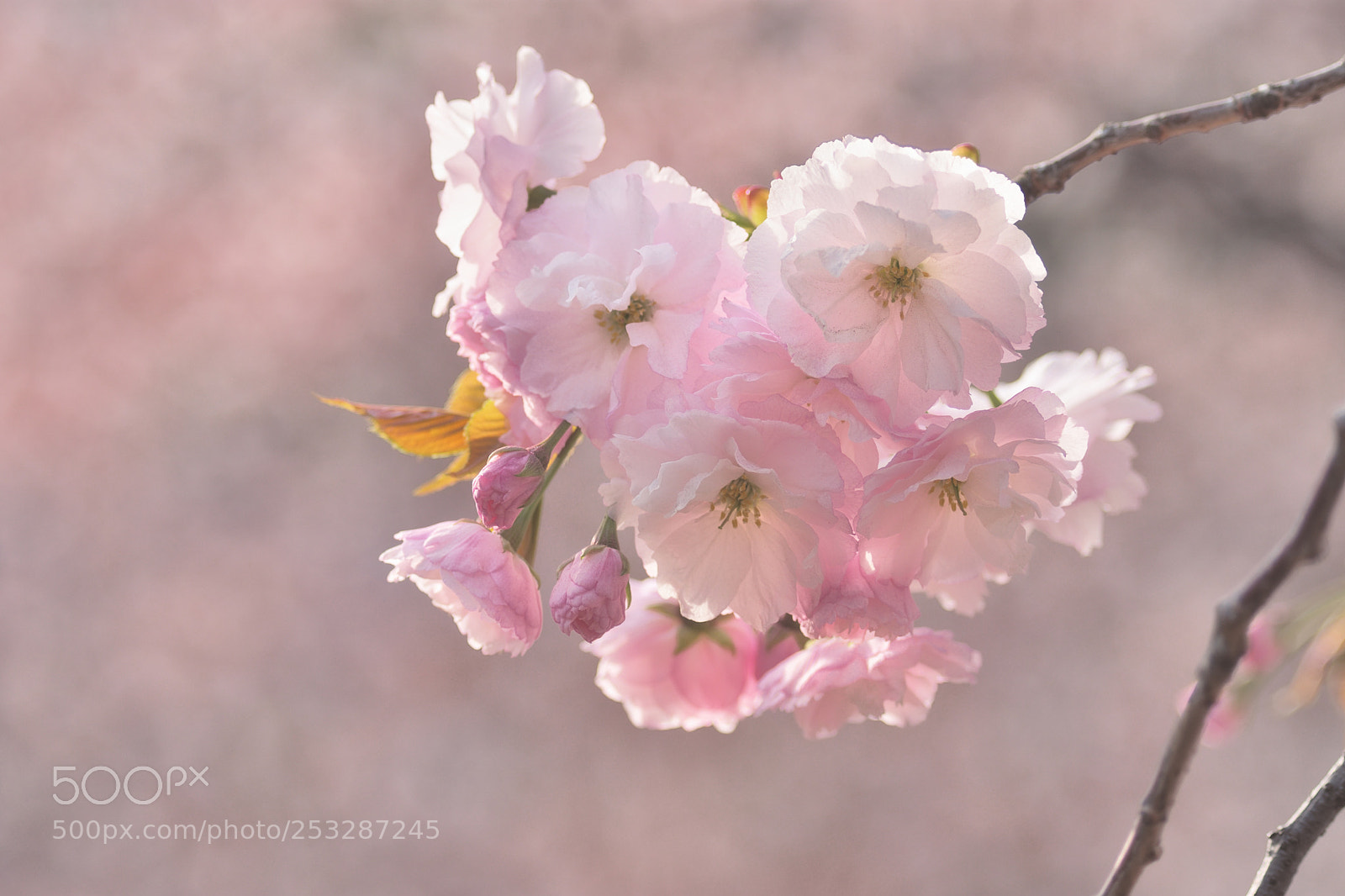 Nikon D7200 sample photo. Double cherry blossoms photography
