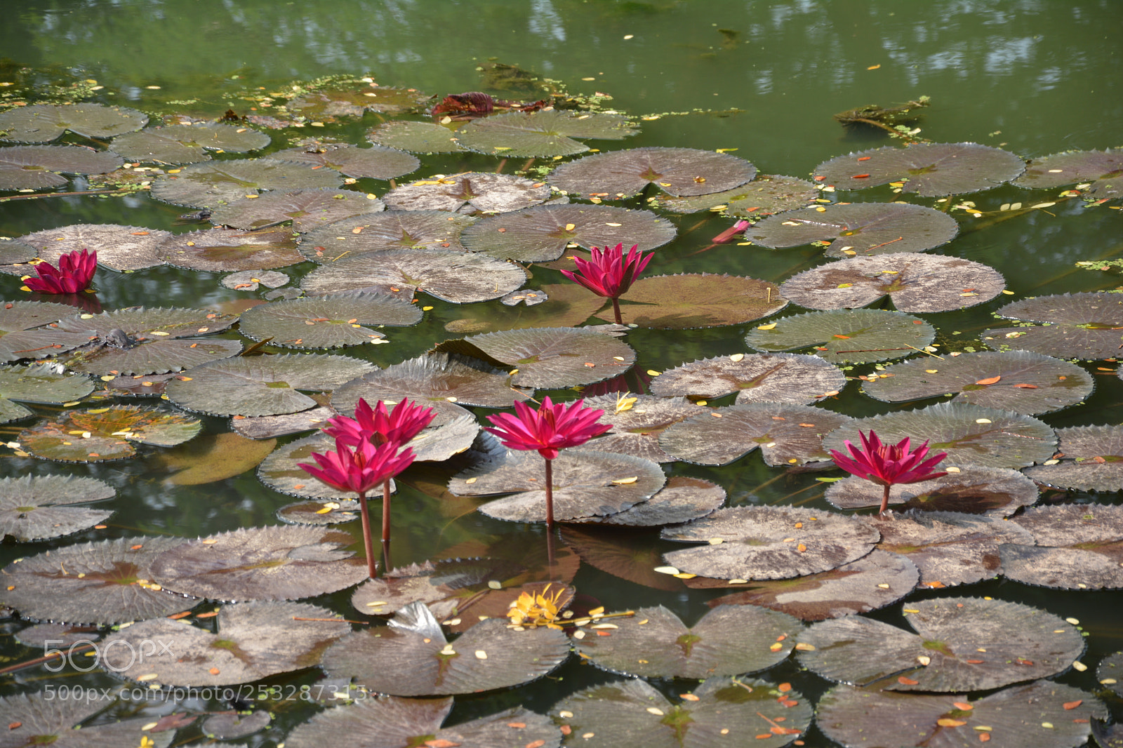 Nikon D5200 sample photo. Dsc photography