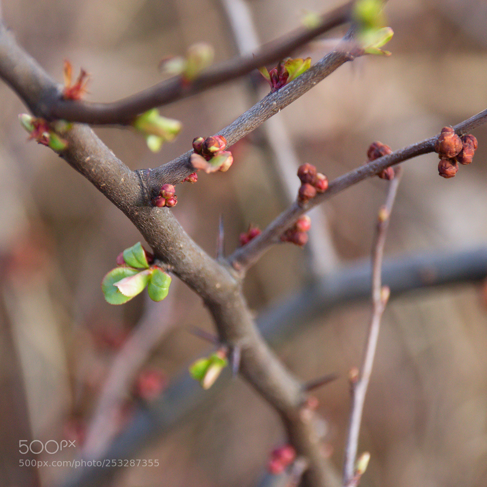 Canon EOS 700D (EOS Rebel T5i / EOS Kiss X7i) sample photo. Spring 2018 photography