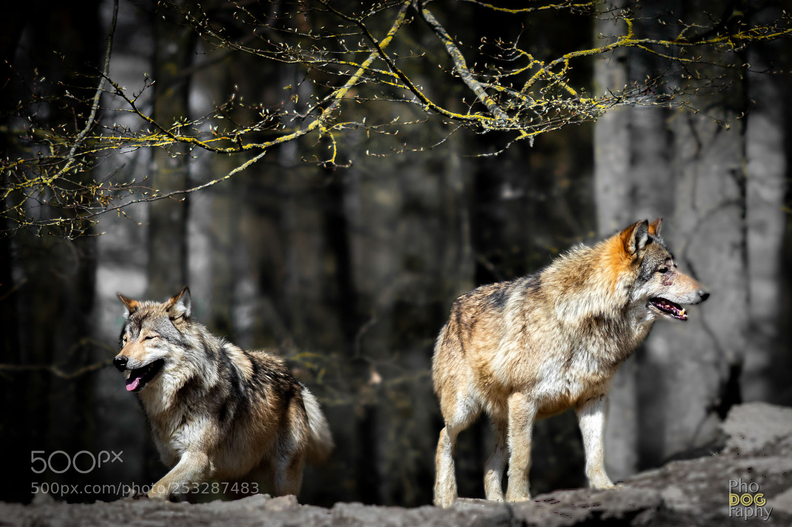 Canon EOS 80D sample photo. Canis lupus photography