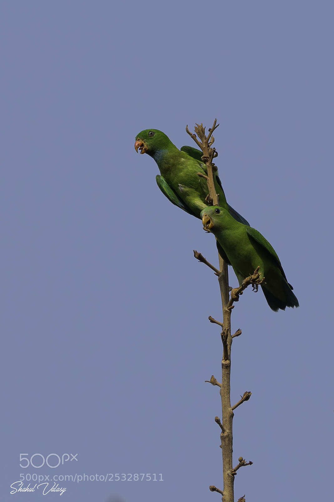 Nikon D500 sample photo. Vernal hanging parrot photography