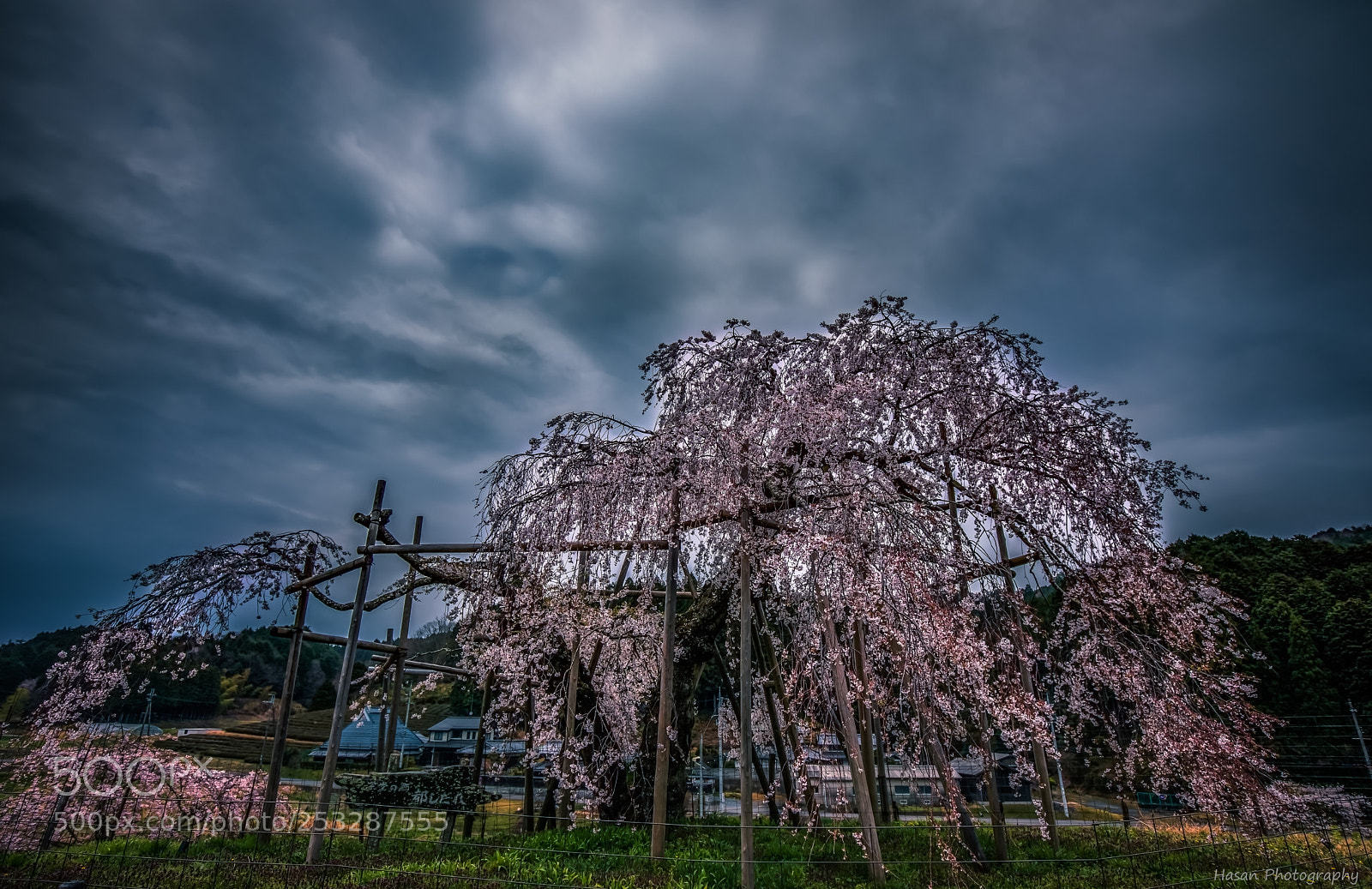 Canon EOS 5D Mark IV sample photo. 400 years old sakura tree!! photography