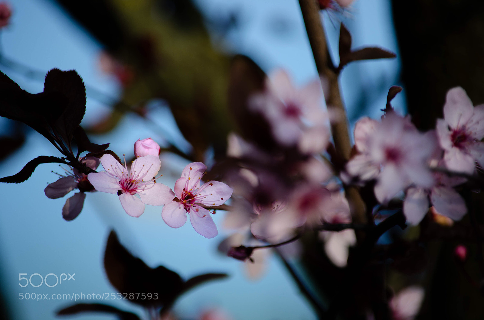 Nikon D5100 sample photo. Flowers photography