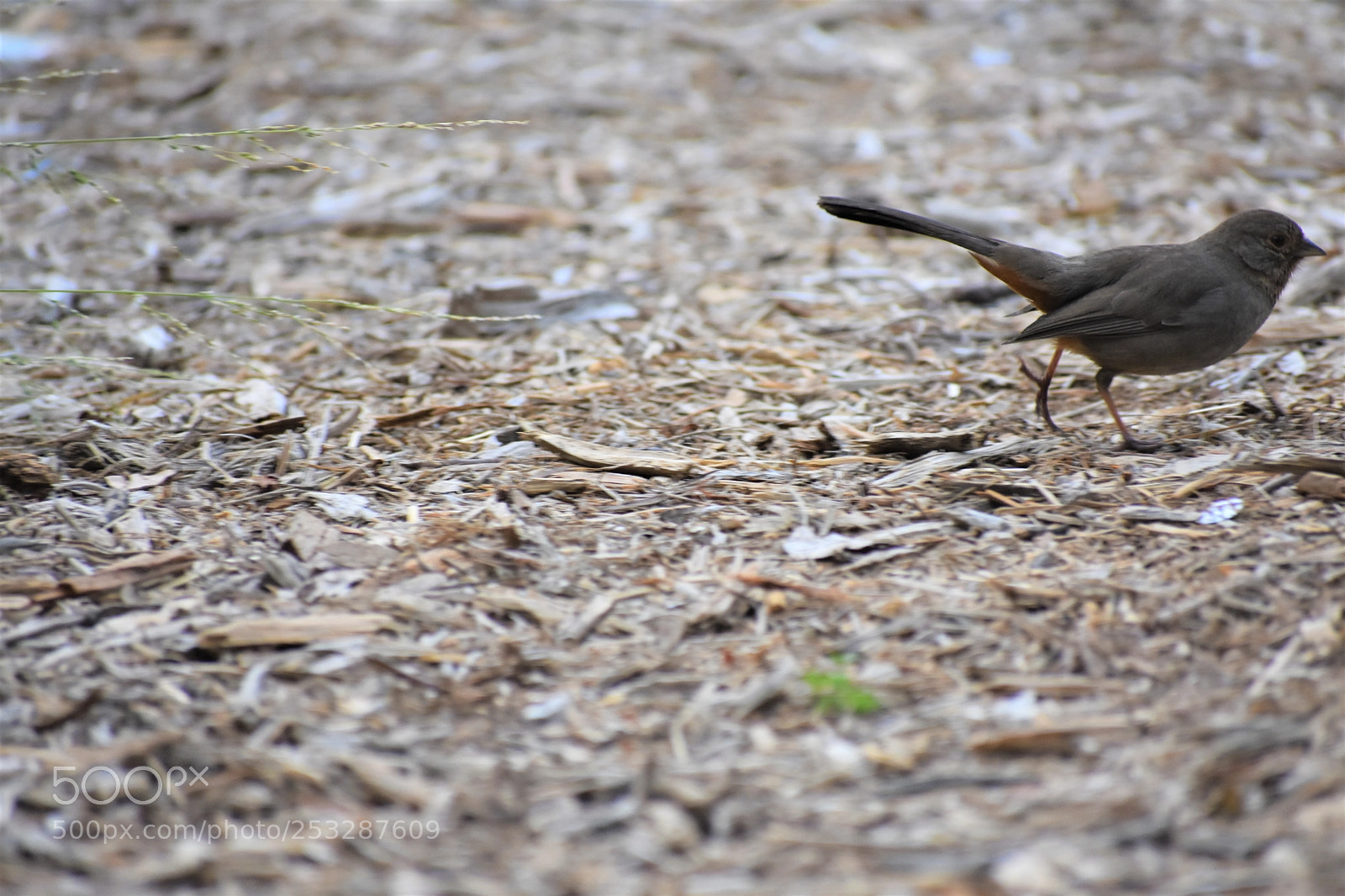 Nikon D3400 sample photo. Springtime forage photography